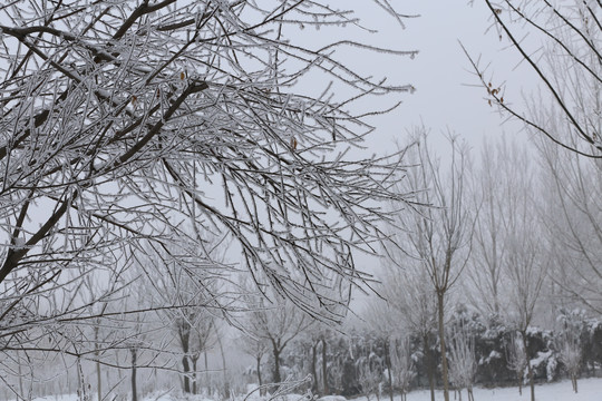 雪景