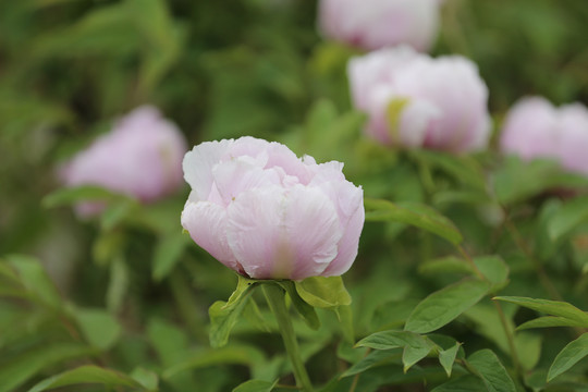 芍药