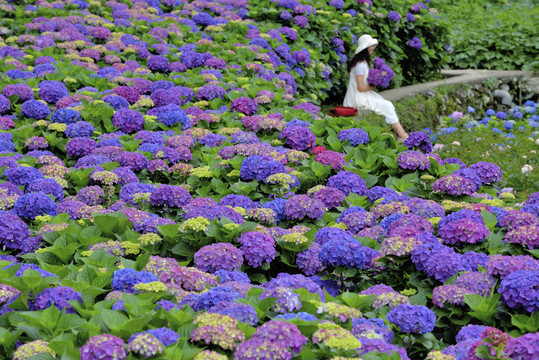 绣球花台湾