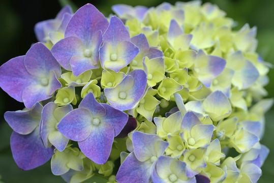 绣球花台湾