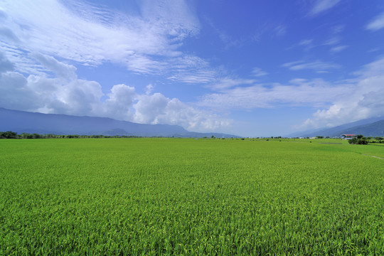 台湾池上稻田