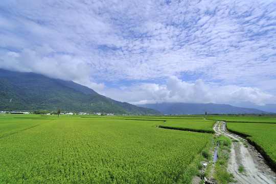 台湾池上稻田