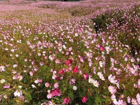 花海