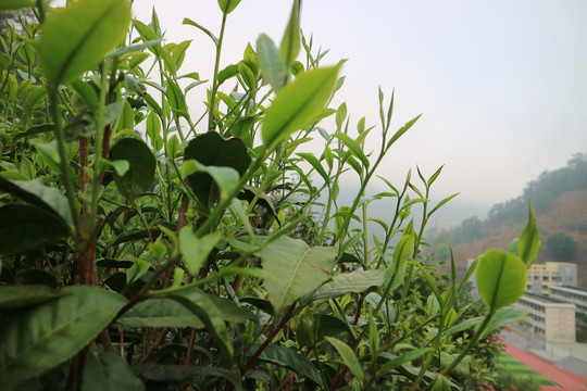 茶春茶早晨的茶芽萌发的茶