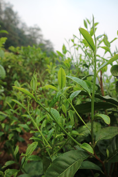 茶春茶早晨的茶芽萌发的茶