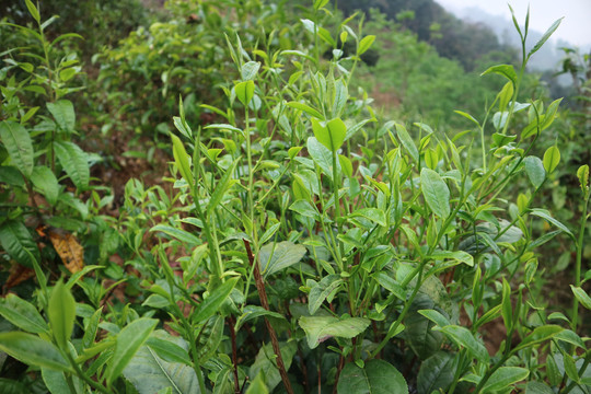 茶春茶早晨的茶芽萌发的茶