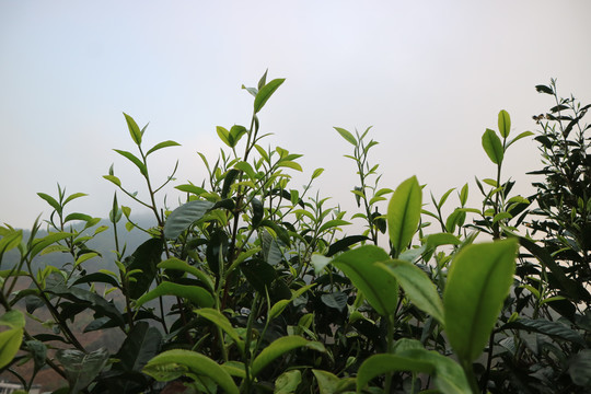 茶春茶早晨的茶芽萌发的茶