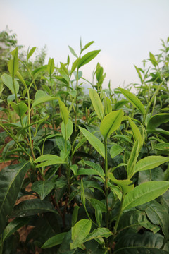 茶春天茶芽萌发茶芽