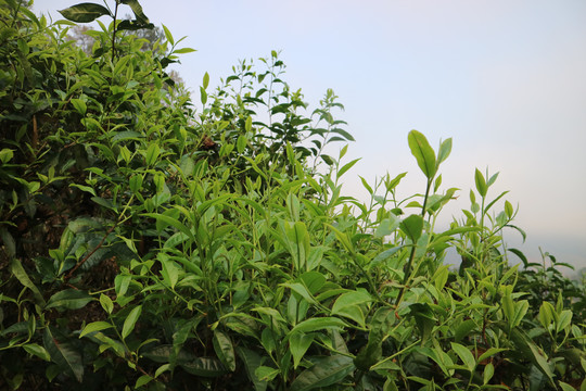 茶春天茶芽萌发茶芽