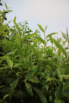 茶春天茶芽萌发茶芽