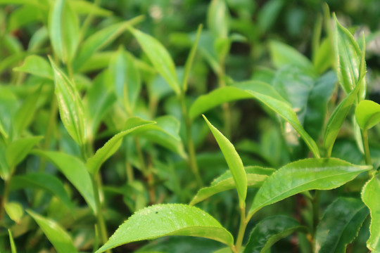 茶春茶采茶茶芽春茶萌发