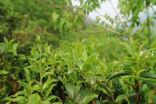 茶春茶采茶茶芽春茶萌发