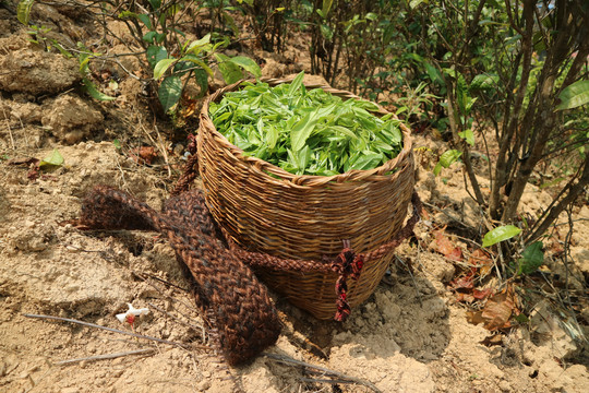 背篓里的茶叶