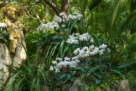 青秀山兰花