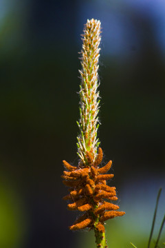 松树花