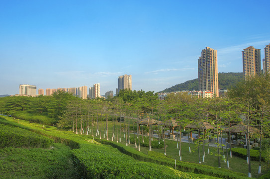 小城镇公园绿化美景