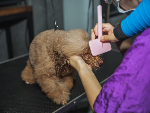 给泰迪犬梳毛