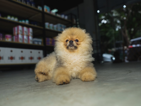 博美犬