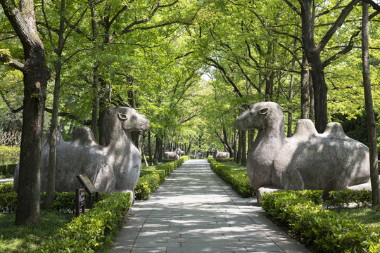 春天里的明孝陵石像路神道