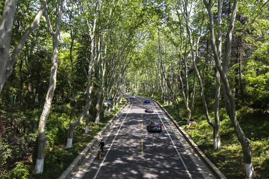 南京钟山风景区梧桐树林荫大道