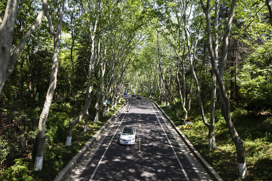 南京钟山风景区梧桐树林荫大道