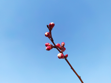 枝头梅花