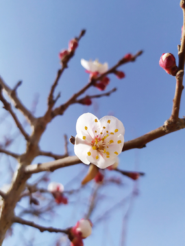 枝头梅花特写