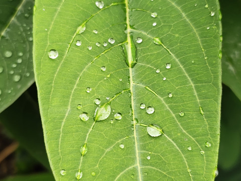 水珠特写