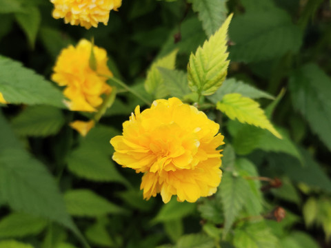 棣堂花特写