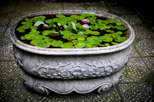 石臼荷花池