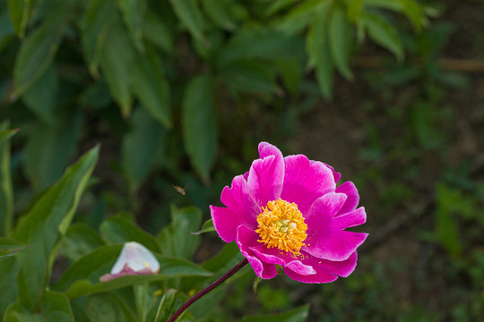 芍药花