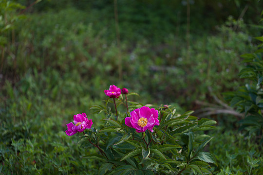 芍药花