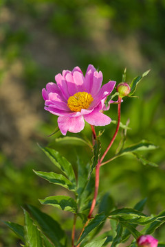 芍药花