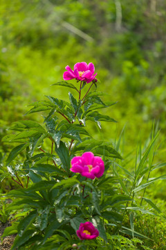 芍药花