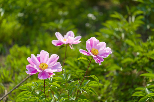 芍药花