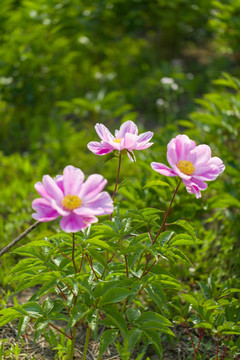 芍药花