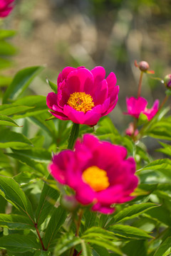 芍药花芍药花