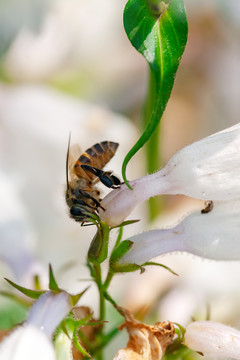 蜜蜂