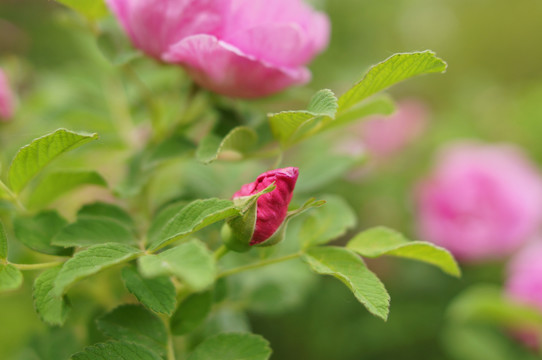 玫瑰花苞