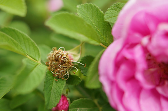 玫瑰花蕊