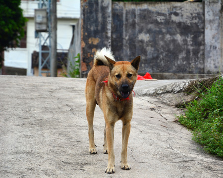 中华田园犬