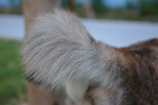 大型犬宠物犬家庭宠物犬