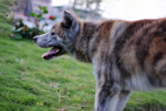 虎皮秋田大型犬