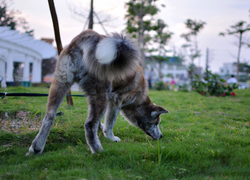 虎斑秋田犬