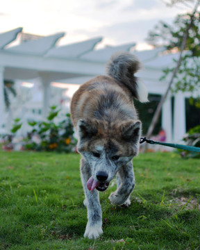 秋田犬