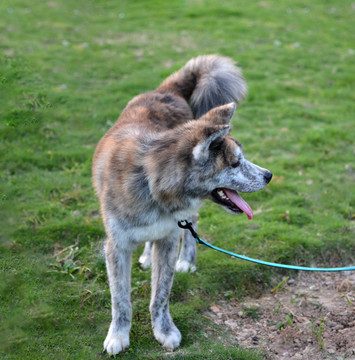 秋田犬虎皮秋田