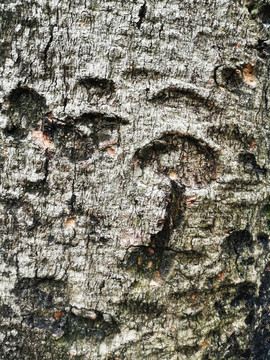 树木树皮纹理