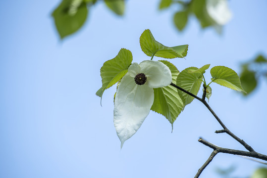 鸽子花1珙桐树