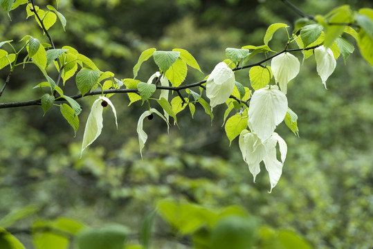 鸽子花1珙桐树