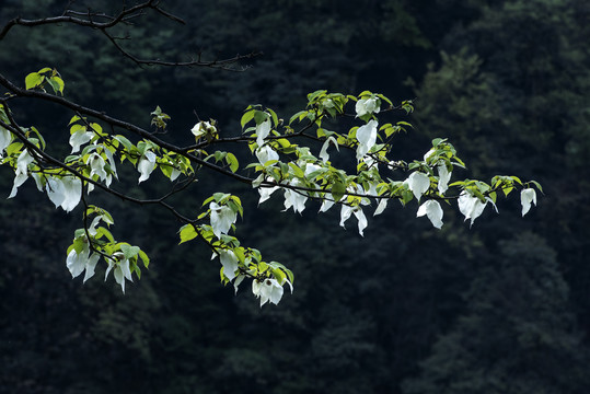 鸽子花1珙桐树